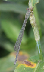 Pseudagrion sublacteum