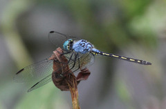 Trithemis stictica