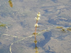 Myriophyllum