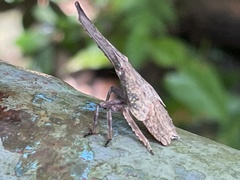 Pyrops candelaria