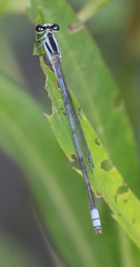 Pseudagrion kersteni