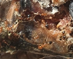 Trichomyrmex