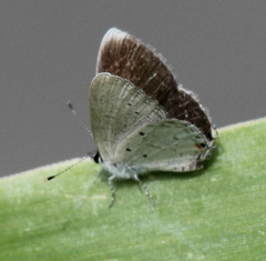 Eicochrysops hippocrates