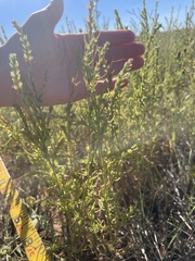 Dysphania graveolens