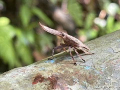 Pyrops candelaria