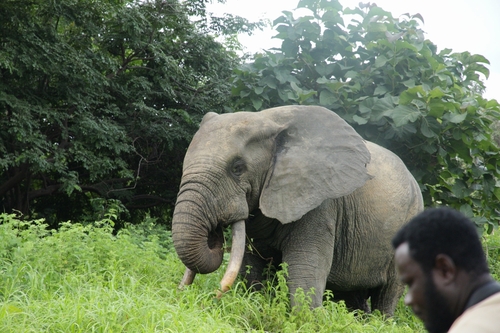 This elephant is called Nash by the rangers