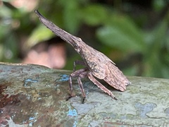 Pyrops candelaria