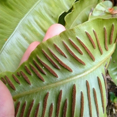 Asplenium scolopendrium