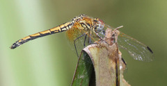 Trithemis arteriosa