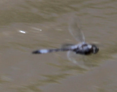 Zygonyx natalensis