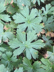 Geranium maculatum