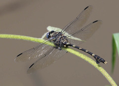 Ictinogomphus ferox