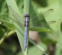 Libellulidae
