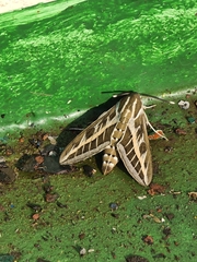 Hyles livornica