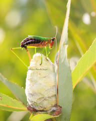 Conocephalus nigropleurum