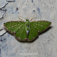 Argyrocosma inductaria