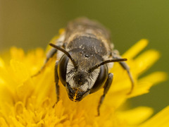 Eutricharaea