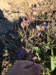 Limonium gmelinii