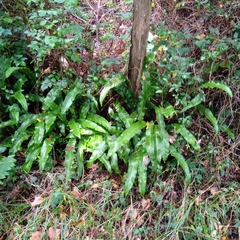 Asplenium scolopendrium