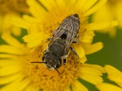 Eutricharaea