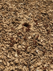 Formicidae