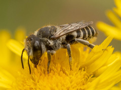 Eutricharaea