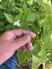 Ipomoea lacunosa