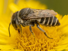 Eutricharaea