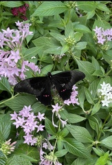 Heraclides rogeri rogeri