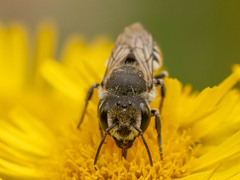 Eutricharaea
