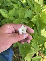 Ipomoea lacunosa