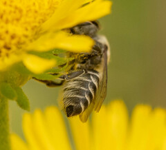 Eutricharaea