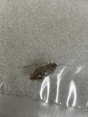 Parcoblatta pennsylvanica