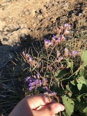 Limonium gmelinii