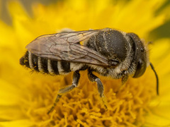 Eutricharaea