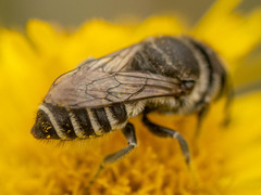Eutricharaea