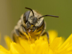 Eutricharaea