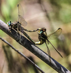 Ceratogomphus pictus