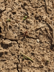 Formicidae