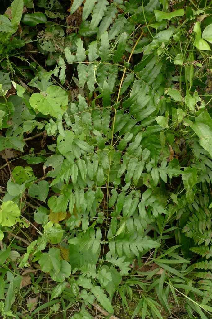 Histiopteris sinuata