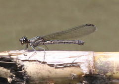 Platycypha caligata