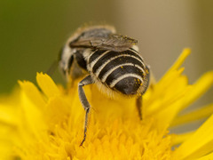 Eutricharaea