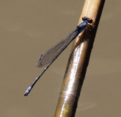 Pseudagrion sublacteum