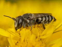 Eutricharaea