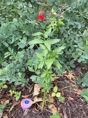 Lobelia cardinalis