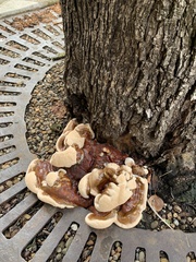 Ganoderma sessile