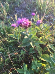 Vernonia baldwinii