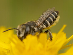 Eutricharaea