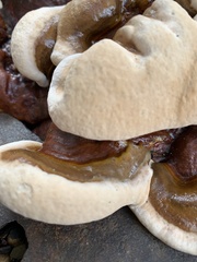 Ganoderma sessile