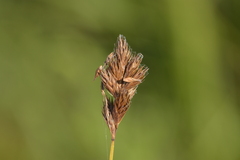 Carex crawfordii